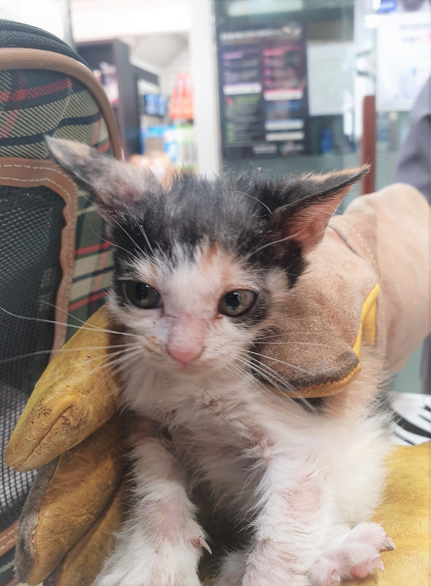 홍익동물병원_411313202300380